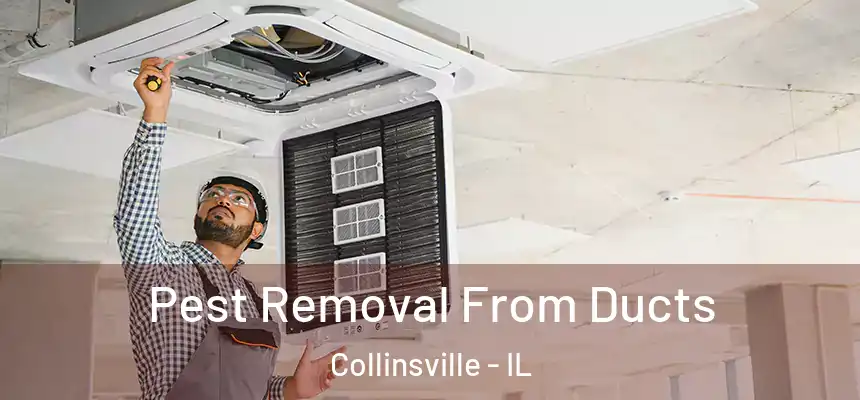  Pest Removal From Ducts Collinsville - IL